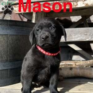 Mason, Black Labrador Retriever Puppy